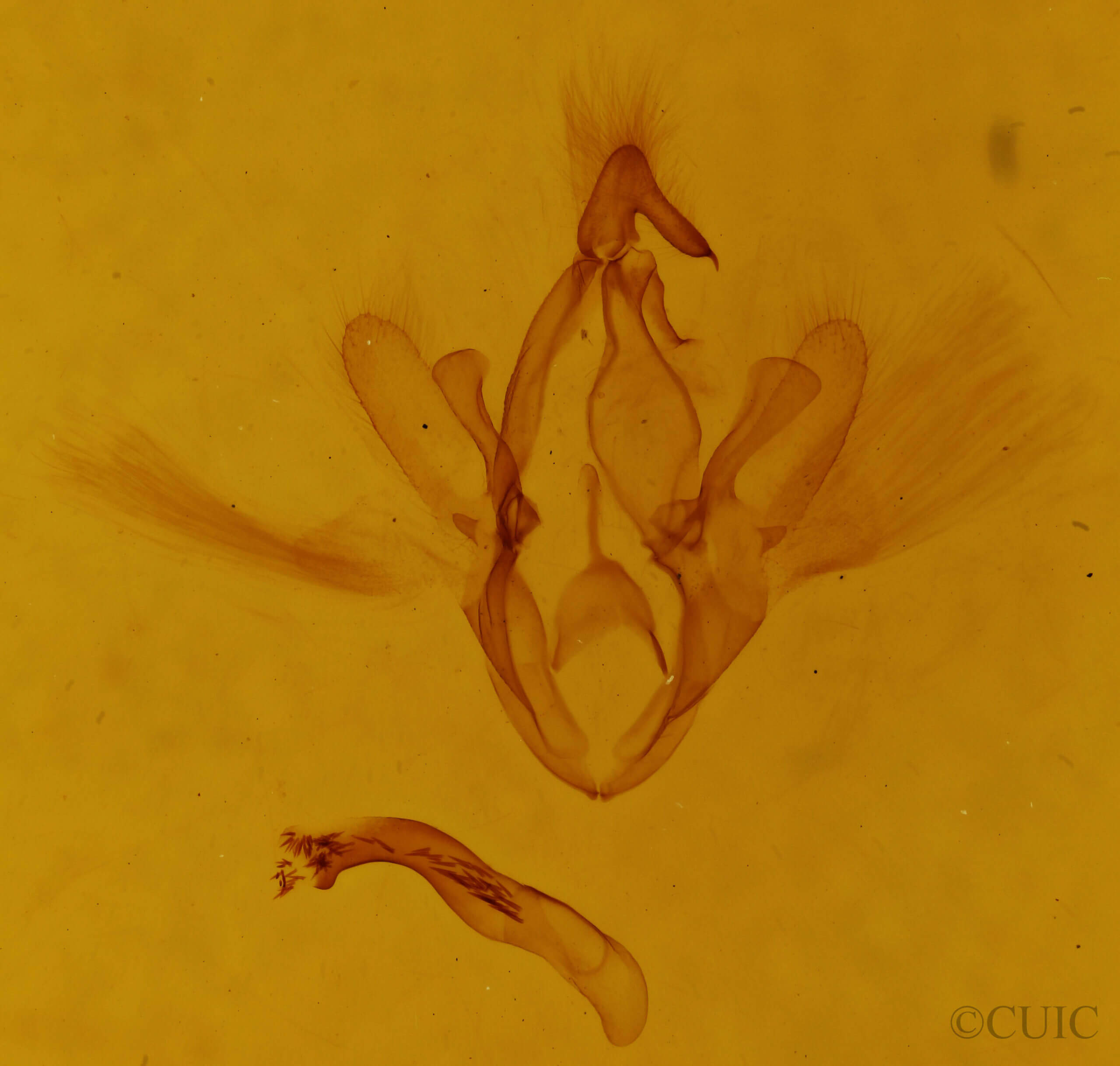 genitalia view of adult Macaldenia palumba