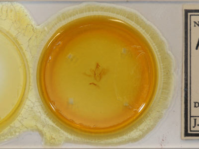 slide view of adult Macaldenia palumba