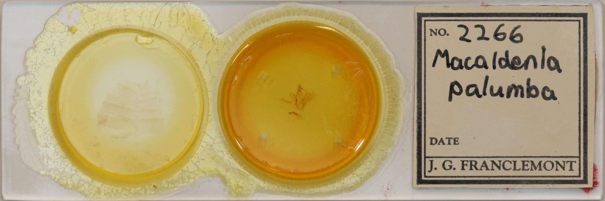 slide view of adult Macaldenia palumba