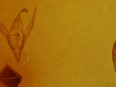 genitalia view of adult Macrochilo cribrumalis