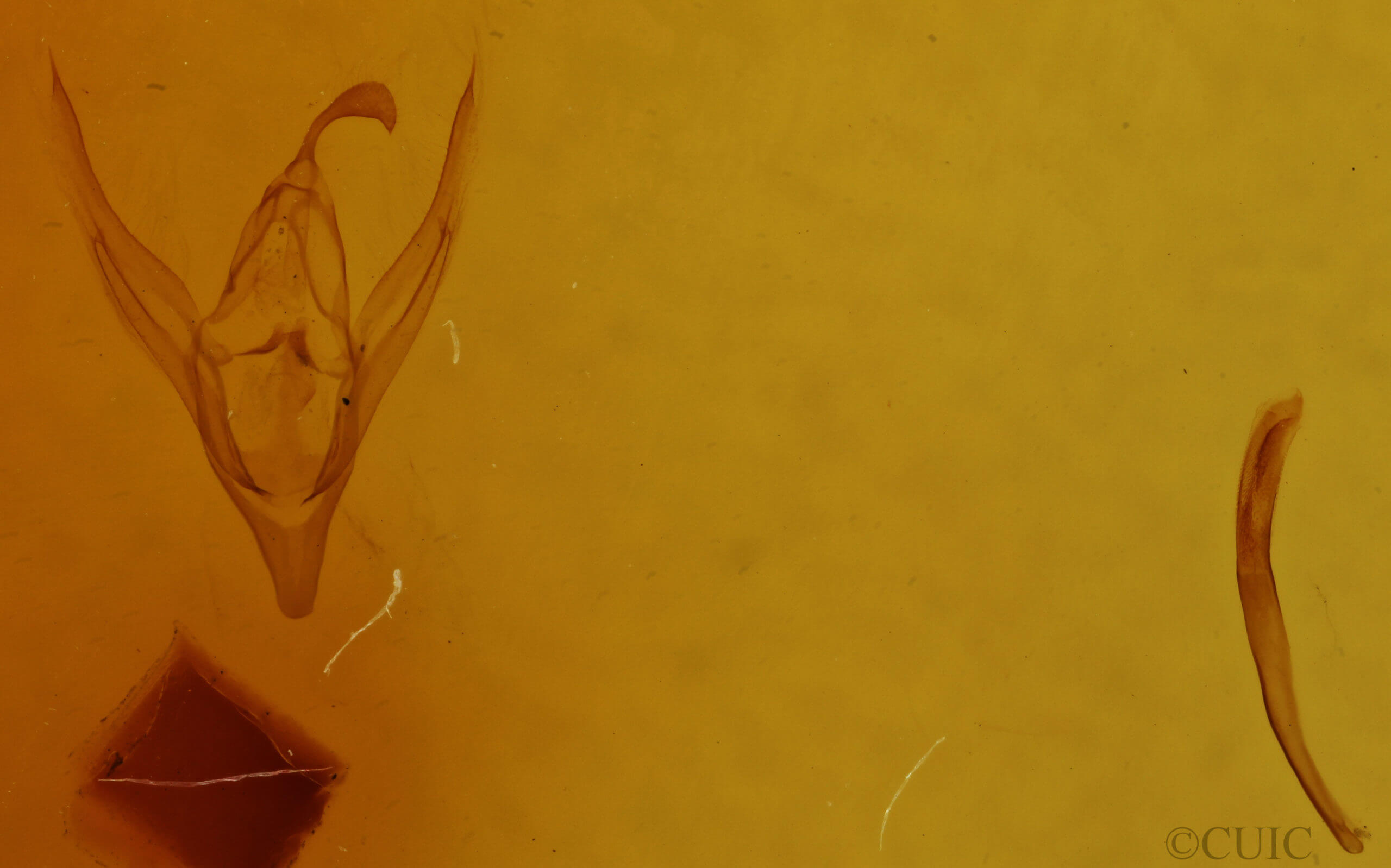 genitalia view of adult Macrochilo cribrumalis