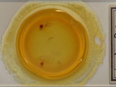 slide view of adult Macrochilo cribrumalis