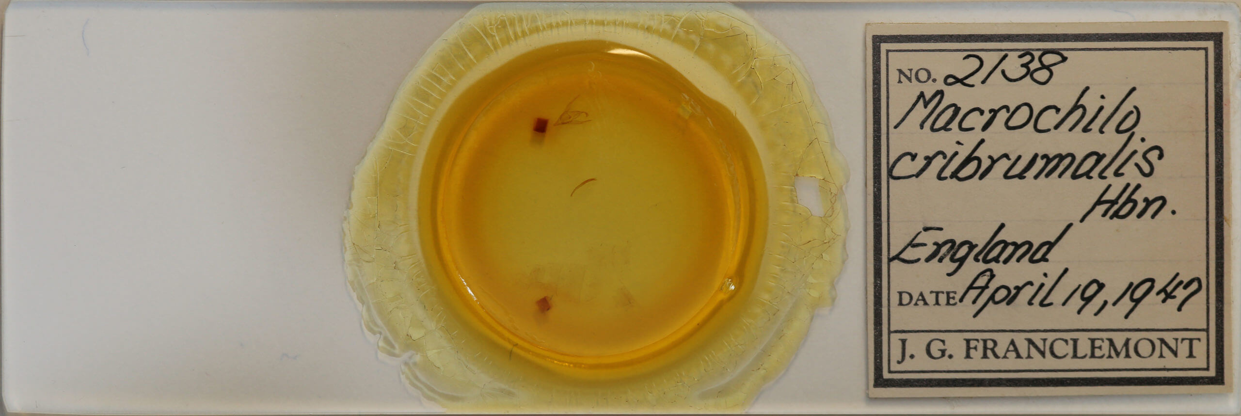 slide view of adult Macrochilo cribrumalis