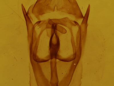 genitalia view of adult Malacosoma americana