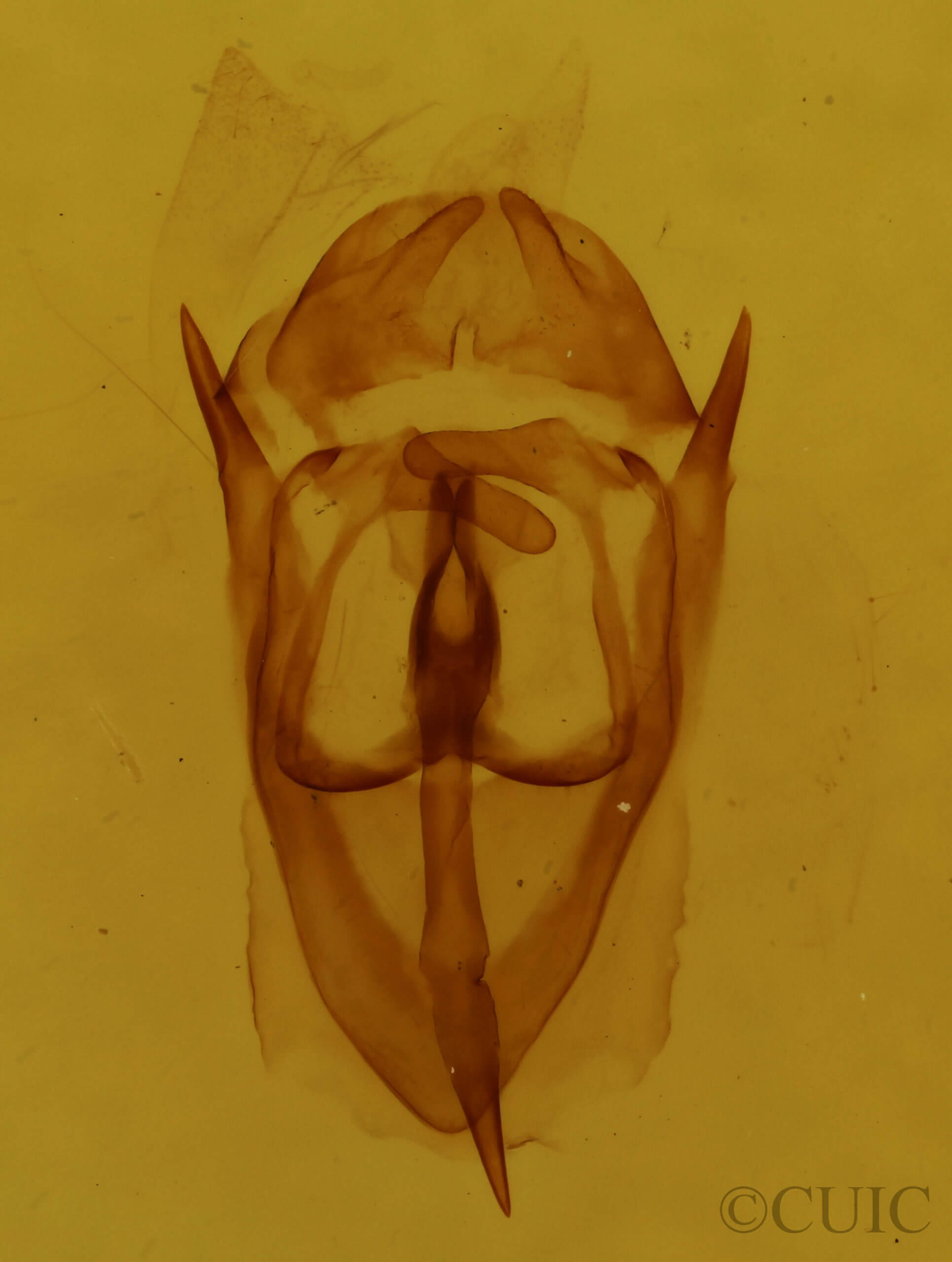 genitalia view of adult Malacosoma americana