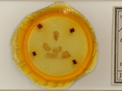 slide view of adult Malacosoma americana