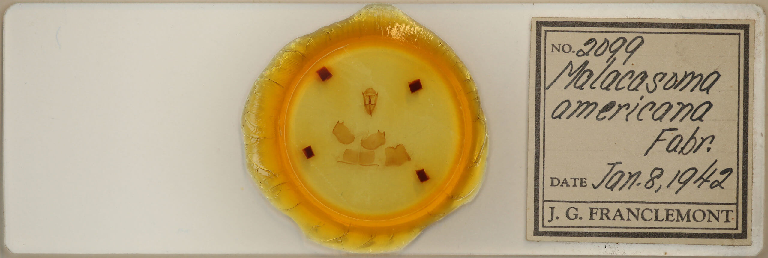 slide view of adult Malacosoma americana