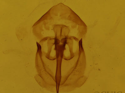 genitalia view of adult Malacosoma disstria
