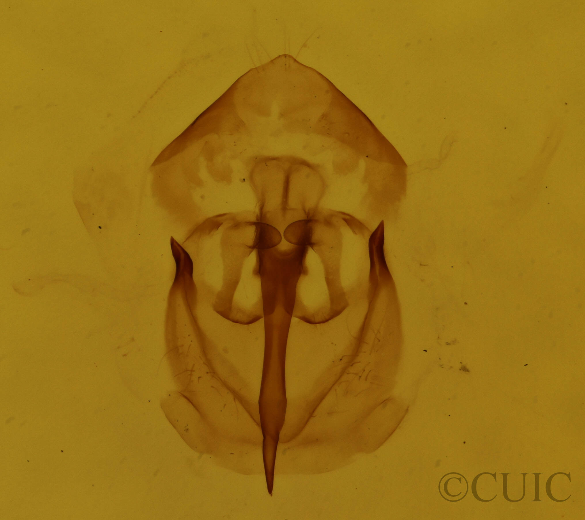 genitalia view of adult Malacosoma disstria