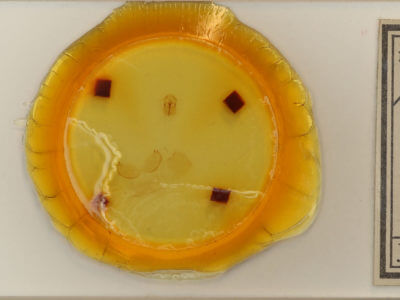 slide view of adult Malacosoma disstria