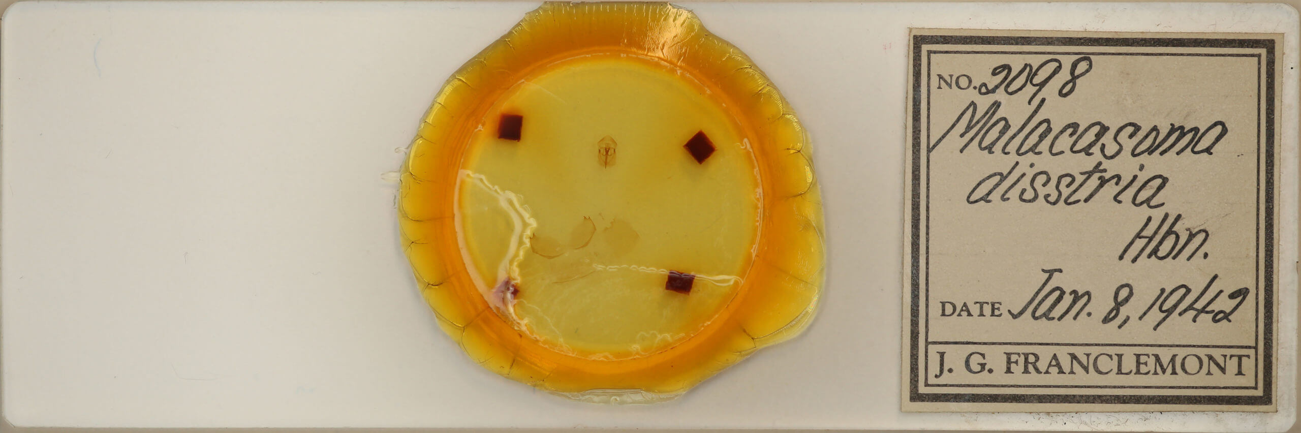 slide view of adult Malacosoma disstria