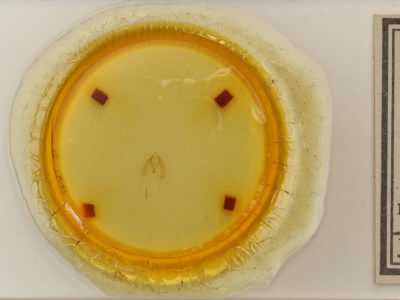 slide view of adult Meganola minuscula