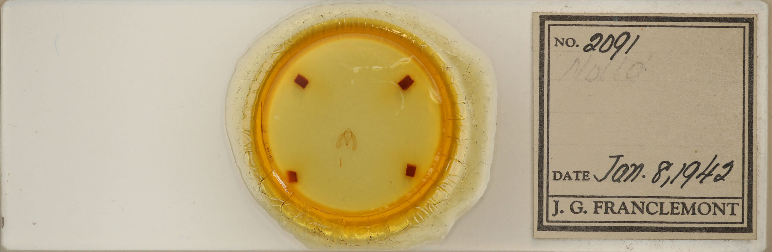 slide view of adult Meganola minuscula