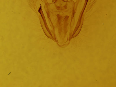 genitalia view of adult Melanolophia canadaria