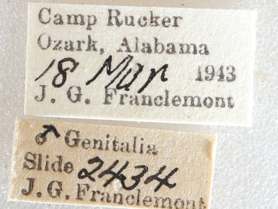 label view of adult Melanolophia signataria