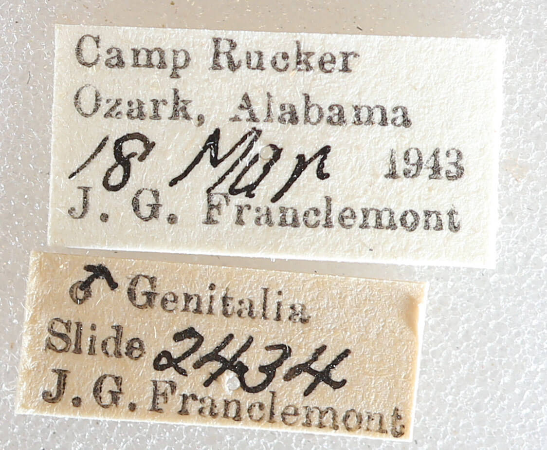 label view of adult Melanolophia signataria