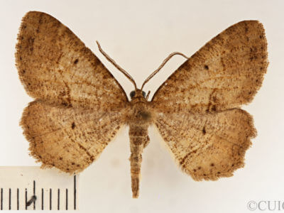 dorsal view of adult Melanolophia signataria