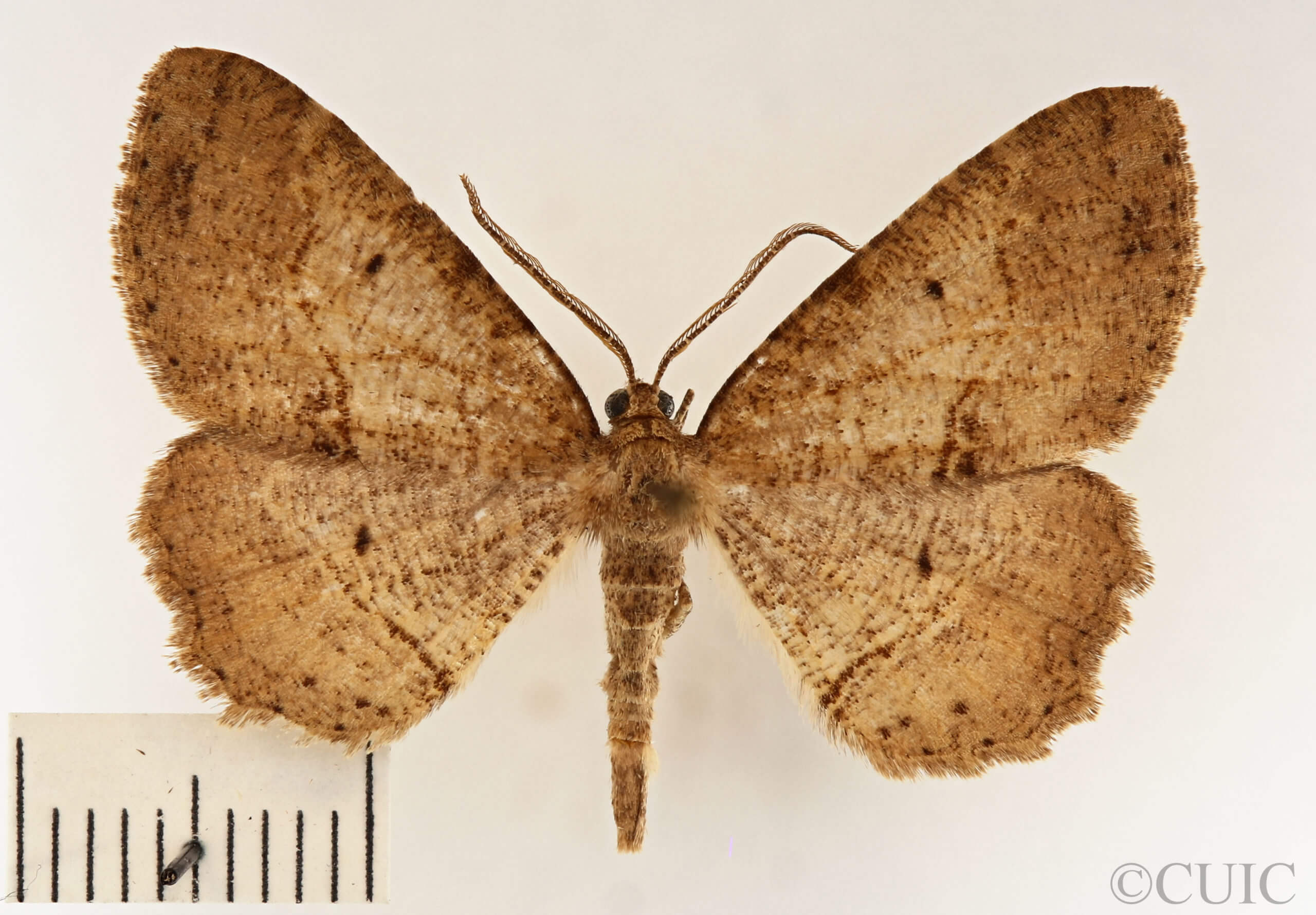 dorsal view of adult Melanolophia signataria