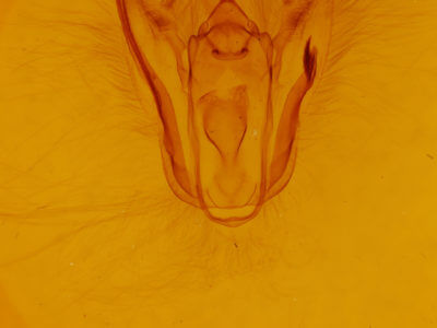 genitalia view of adult Melanolophia signataria