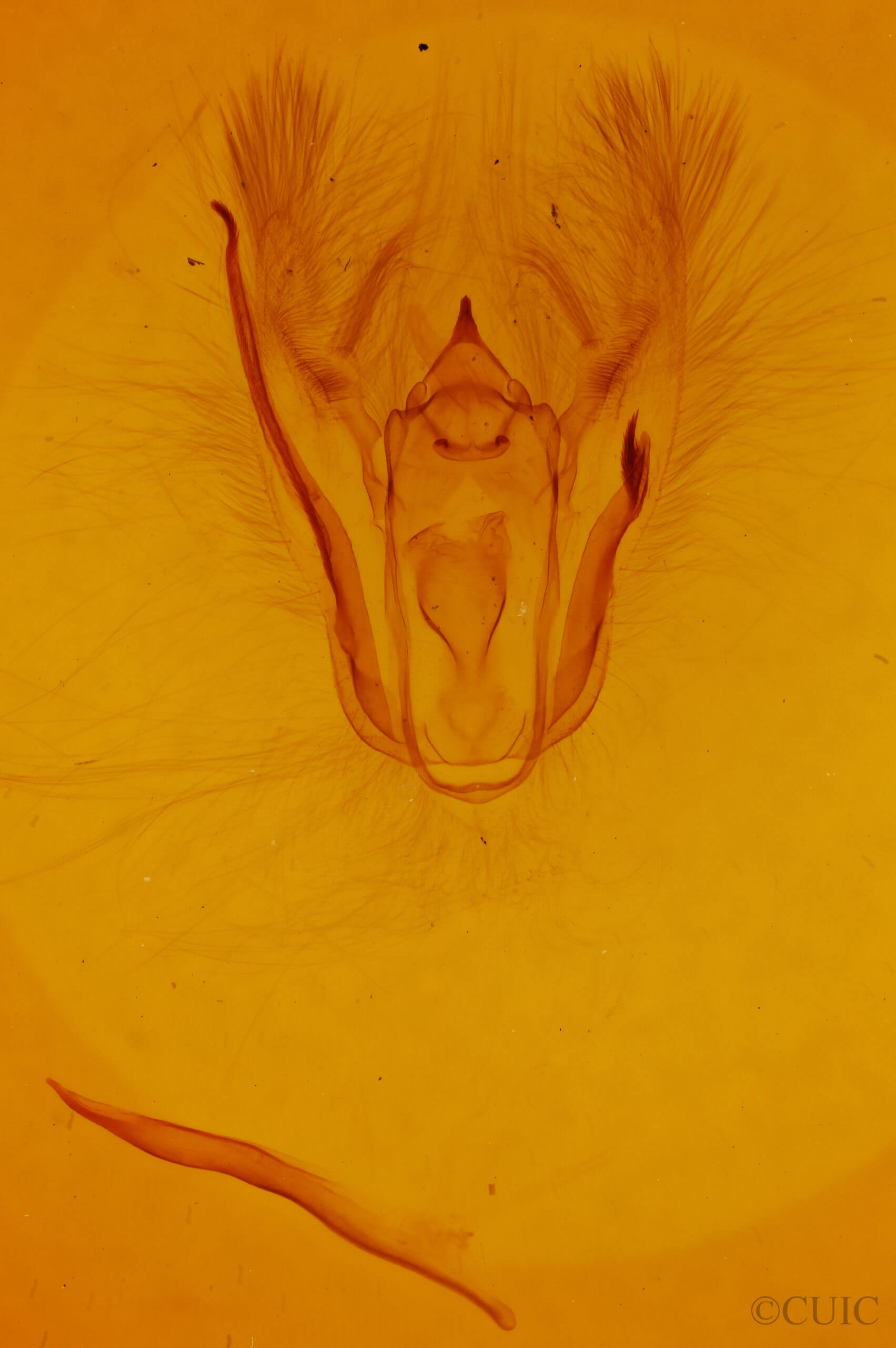 genitalia view of adult Melanolophia signataria