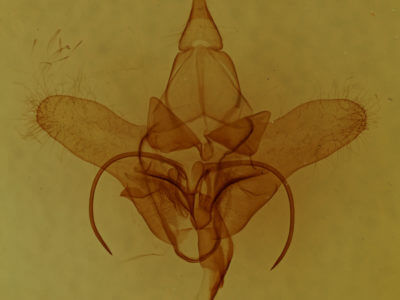 genitalia view of adult Menevia lantona