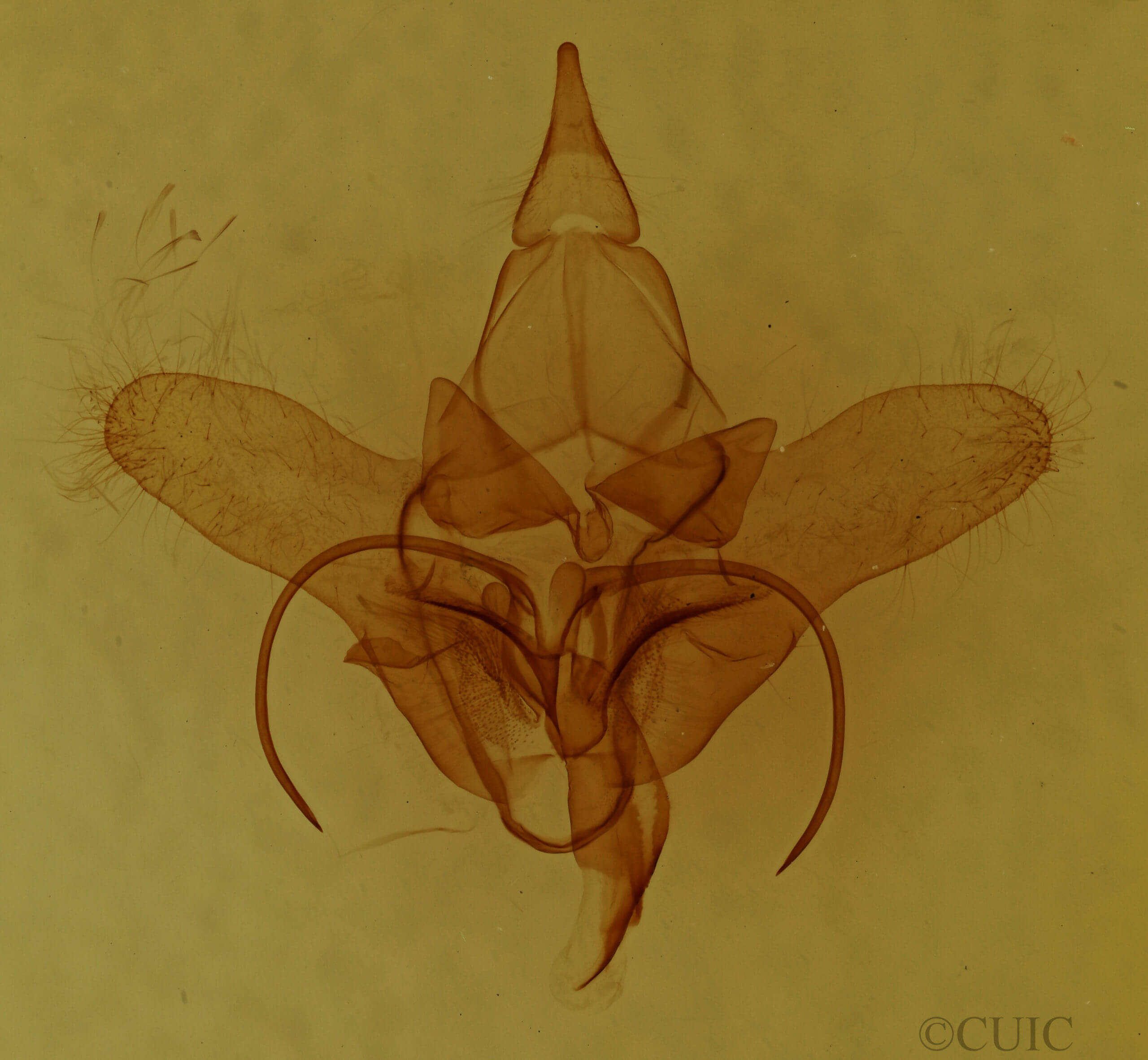 genitalia view of adult Menevia lantona