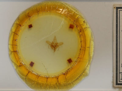 slide view of adult Menevia lantona