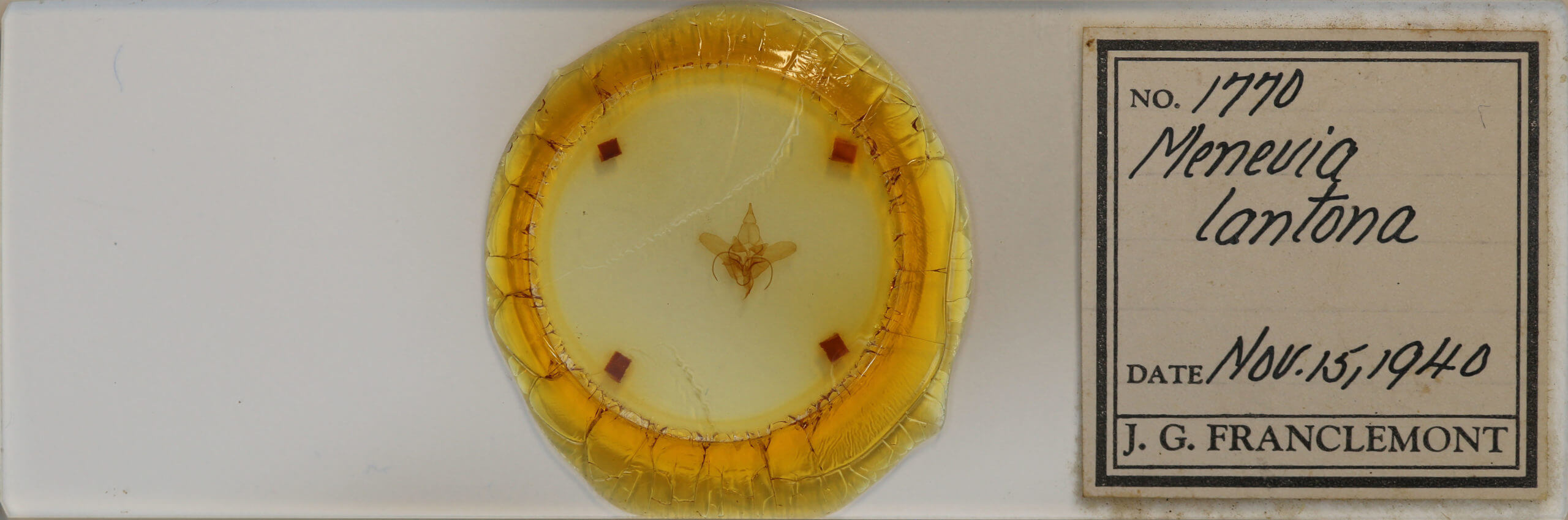 slide view of adult Menevia lantona