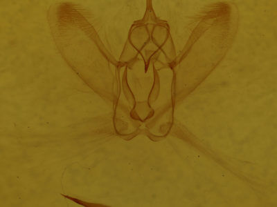 genitalia view of adult Metarranthis amyrisaria