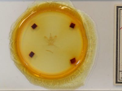 slide view of adult Metarranthis amyrisaria