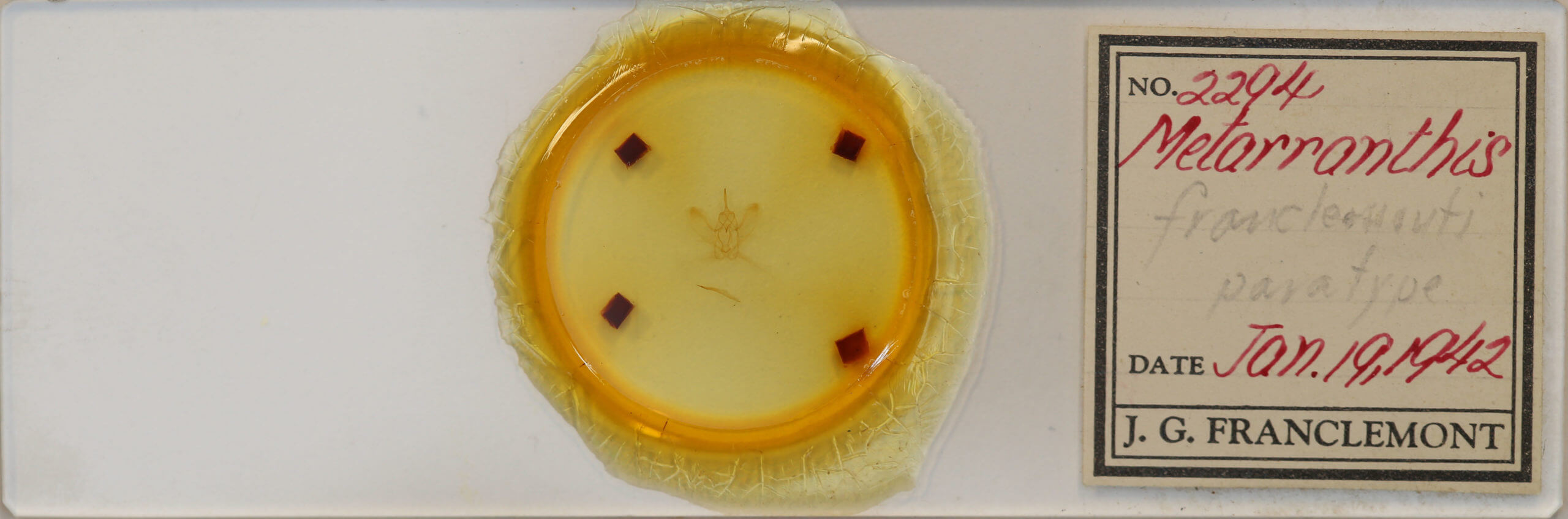 slide view of adult Metarranthis amyrisaria