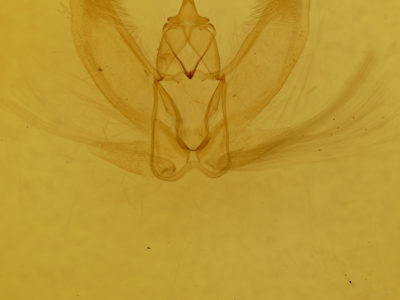 genitalia view of adult Metarranthis homuraria
