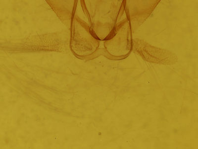genitalia view of adult Metarranthis  homuraria