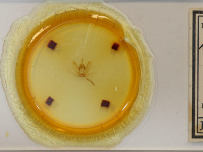 slide view of adult Metarranthis obfirmaria