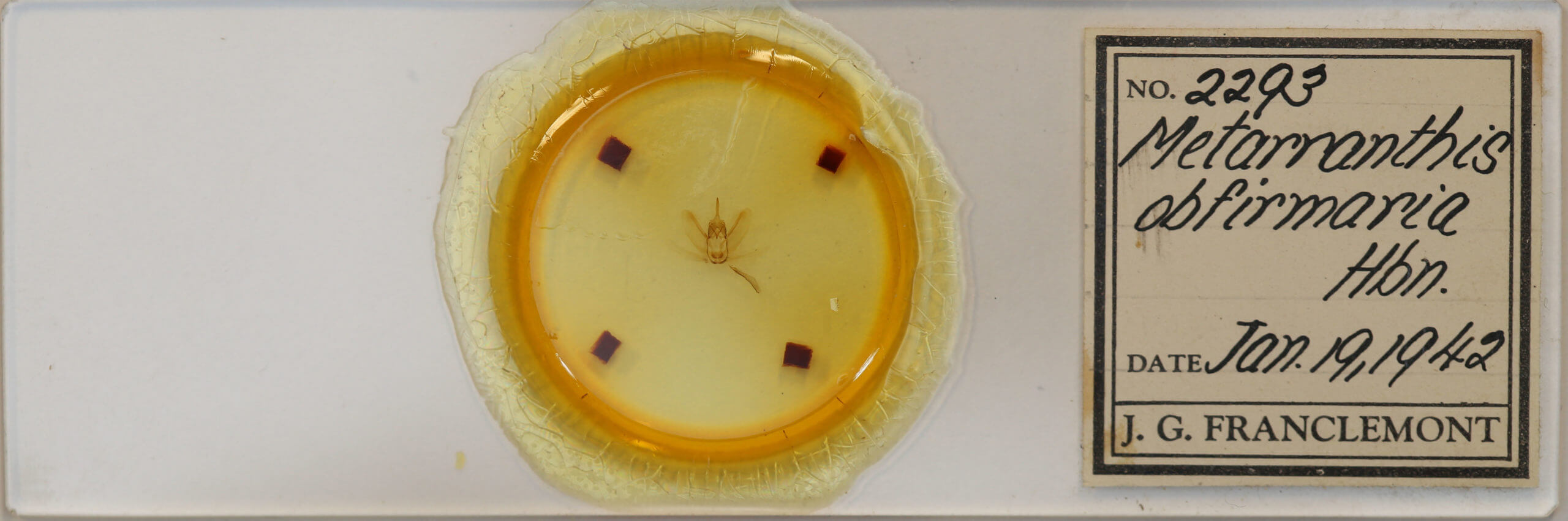 slide view of adult Metarranthis obfirmaria