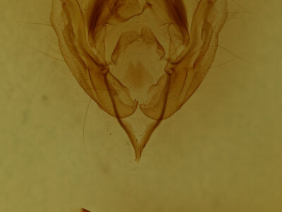 genitalia view of adult Morrisonia triangula