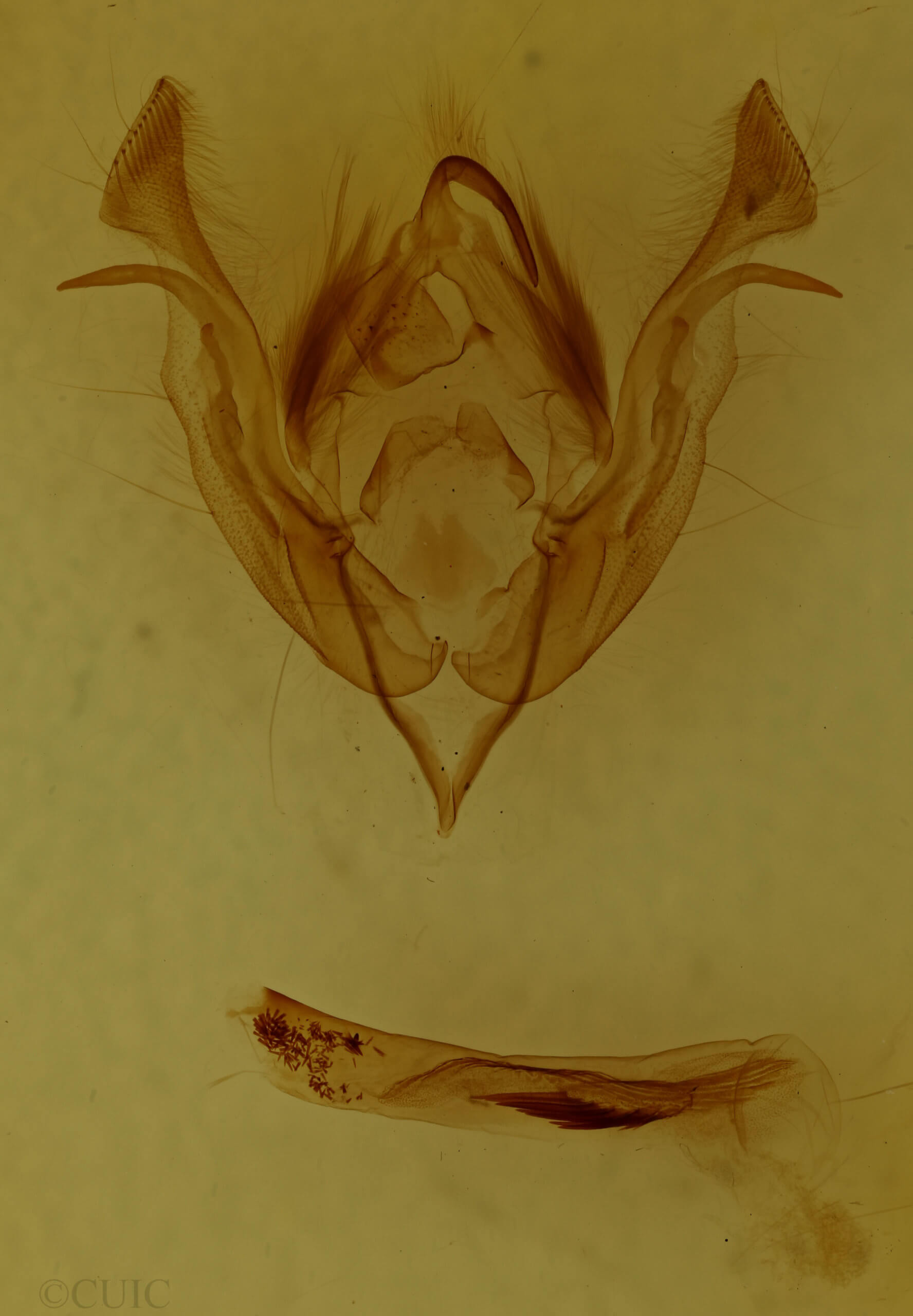 genitalia view of adult Morrisonia triangula