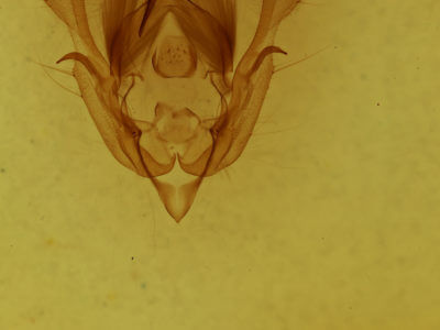 genitalia view of adult Morrisonia  mucens