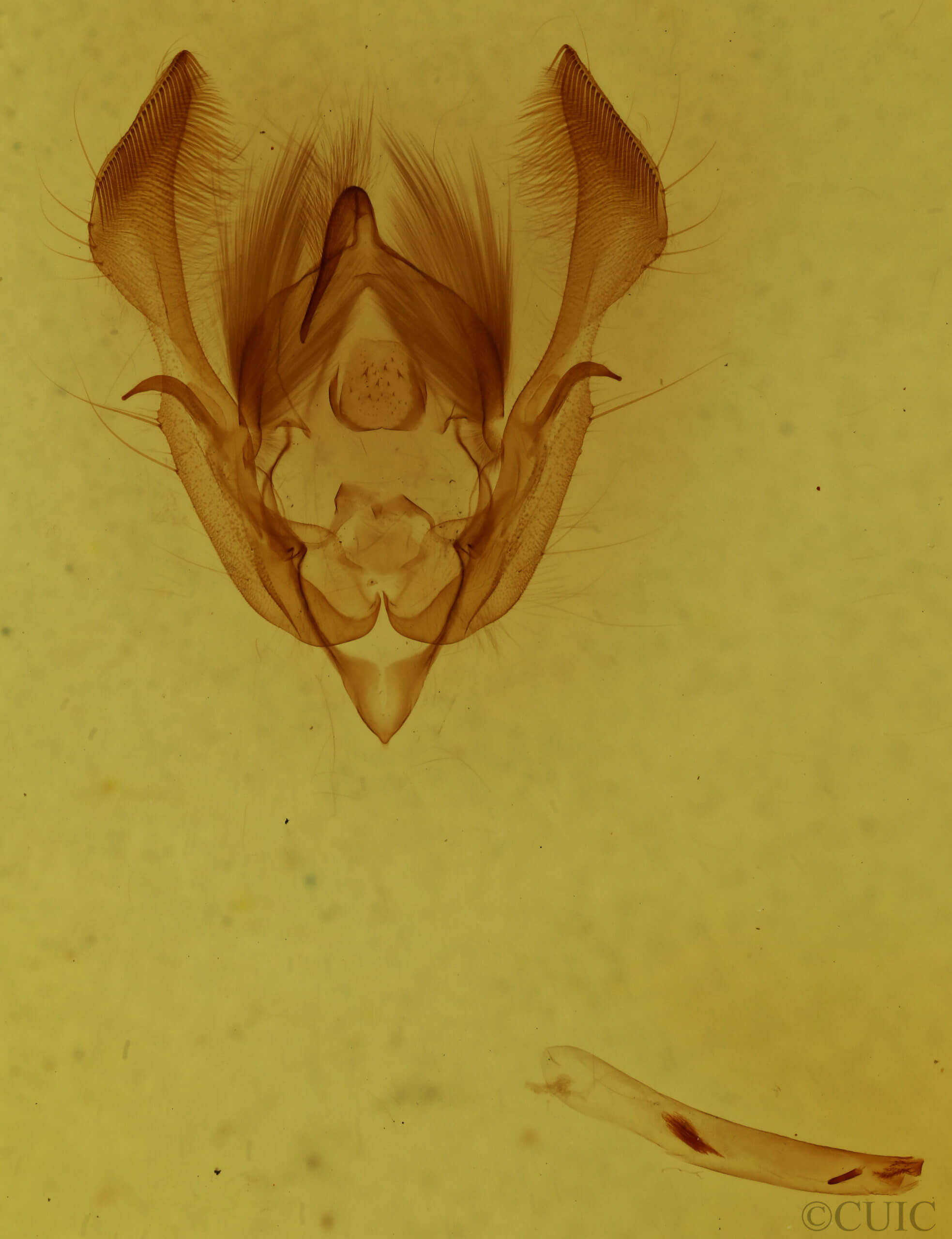 genitalia view of adult Morrisonia  mucens