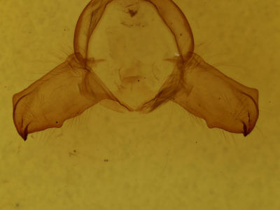genitalia view of adult Nerice bipartita