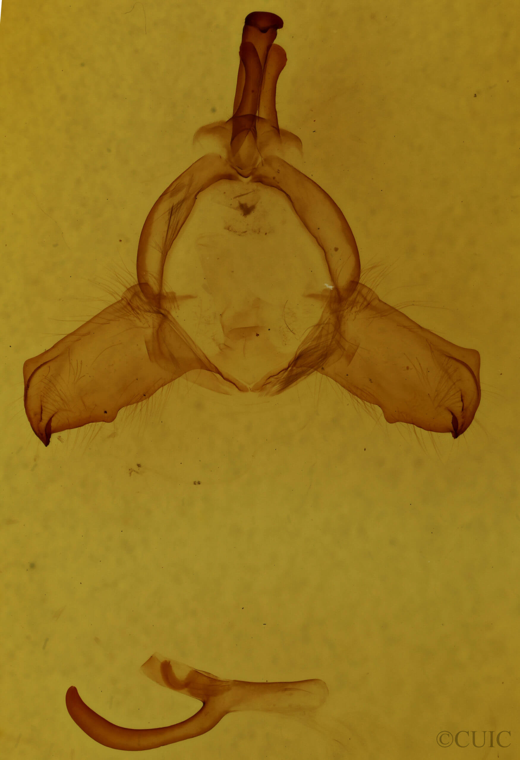 genitalia view of adult Nerice bipartita