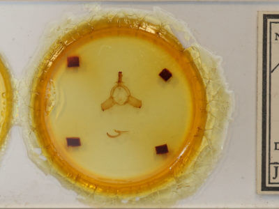 slide view of adult Nerice bipartita