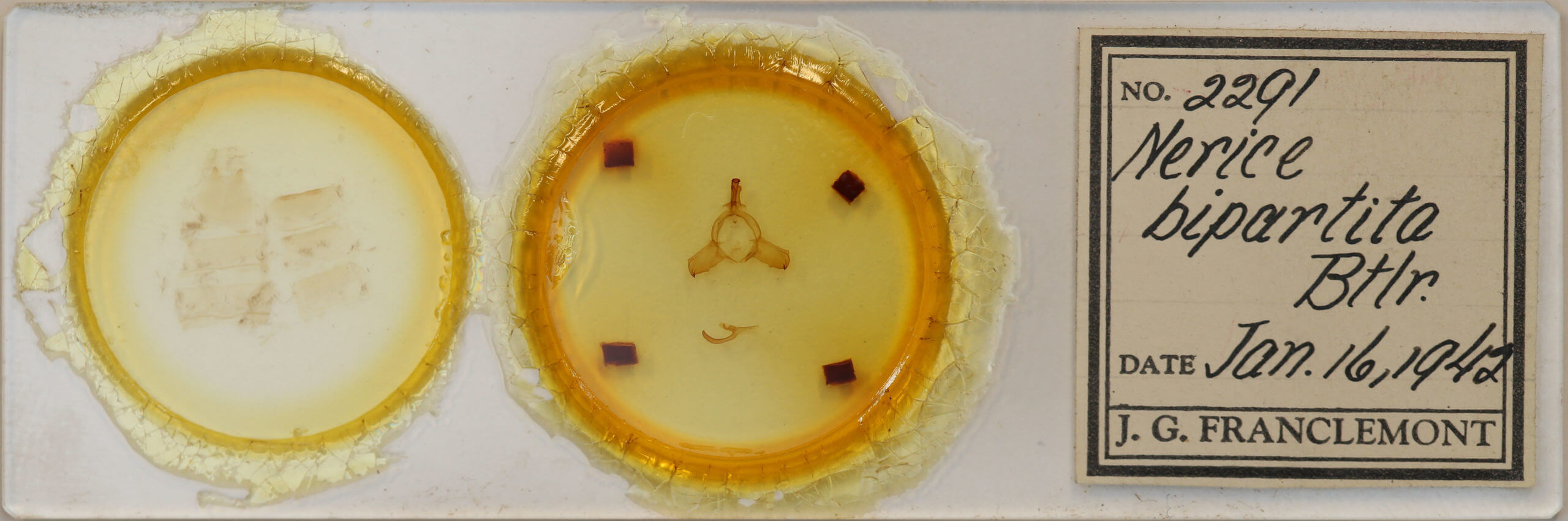 slide view of adult Nerice bipartita