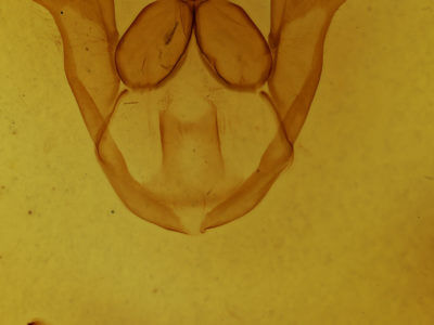 genitalia view of adult Nerice davidi