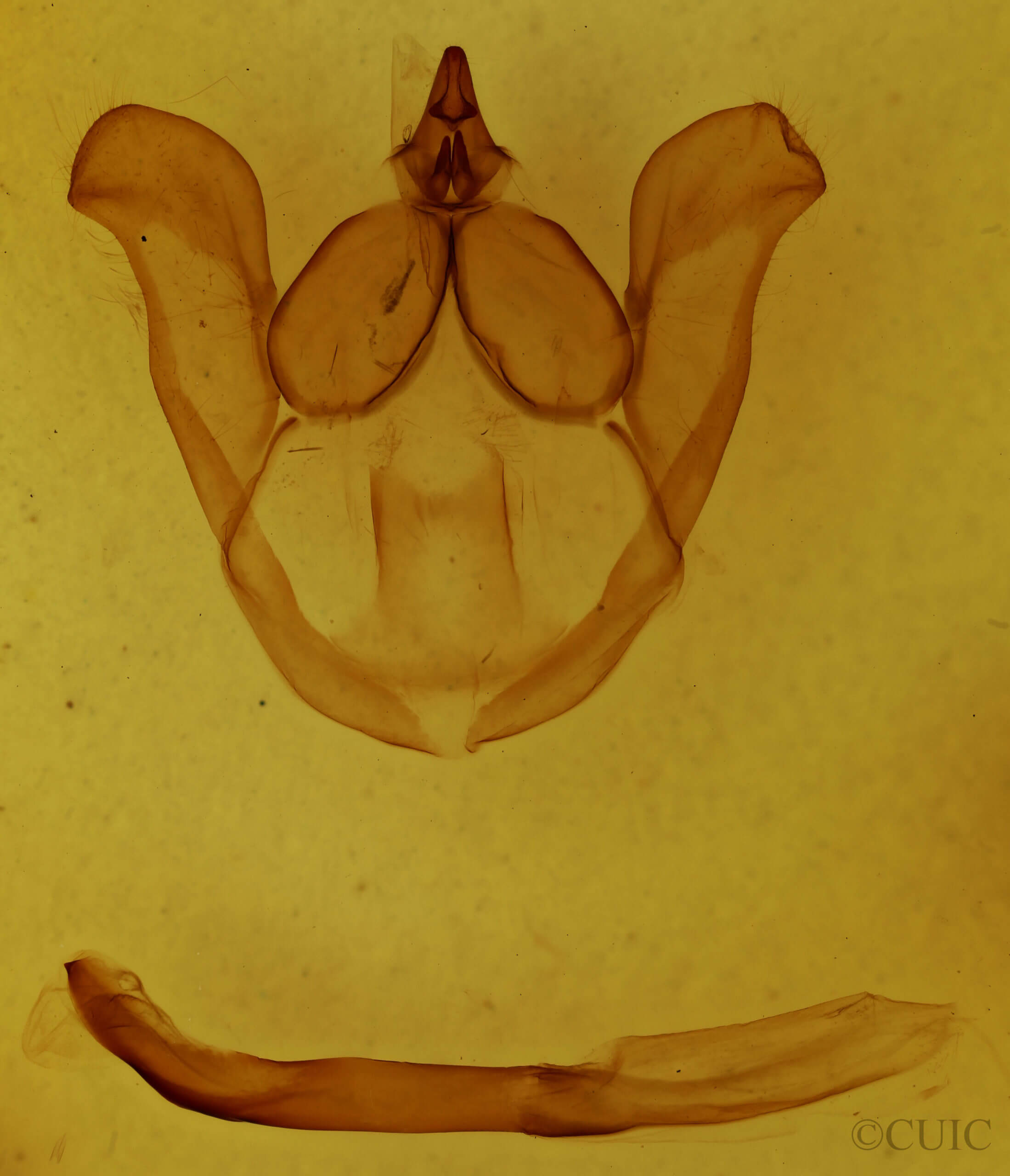 genitalia view of adult Nerice davidi