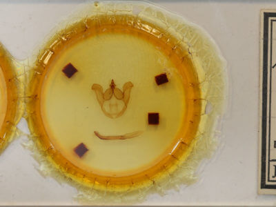 slide view of adult Nerice davidi