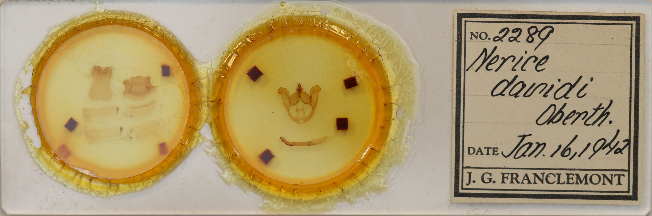 slide view of adult Nerice davidi