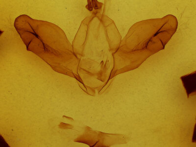 genitalia view of adult Nerice leechi
