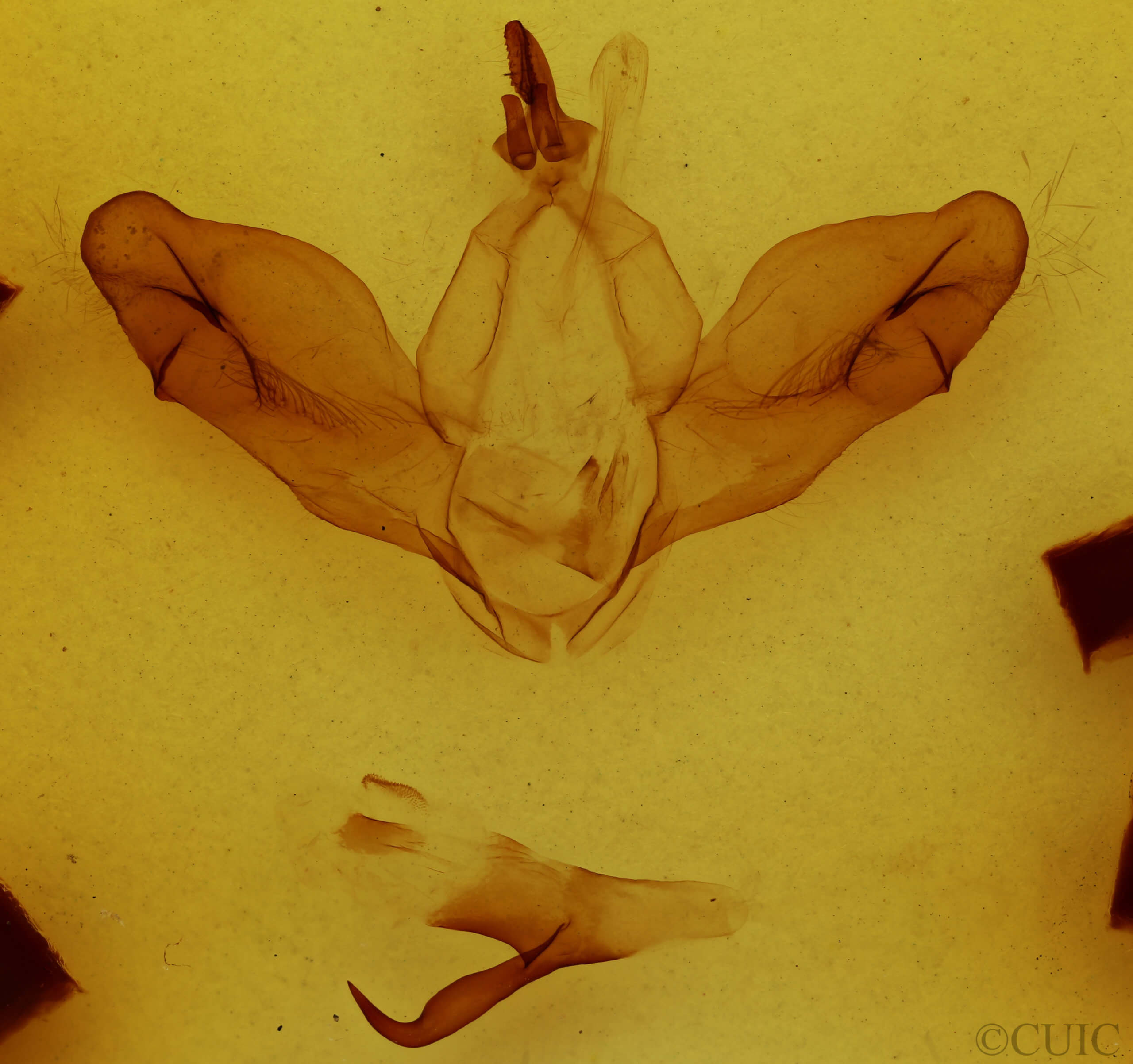 genitalia view of adult Nerice leechi