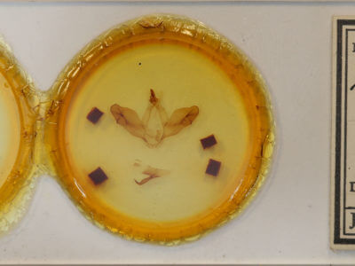 slide view of adult Nerice leechi